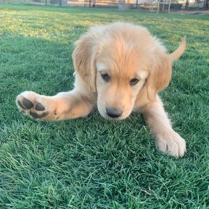 Meet your Posher, Brie